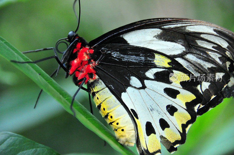 普通的鸟翅蝴蝶，Troides helena